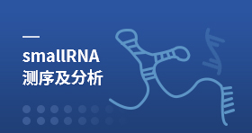 SmallRNA测序及分析